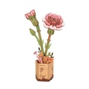 Clavel Rosa